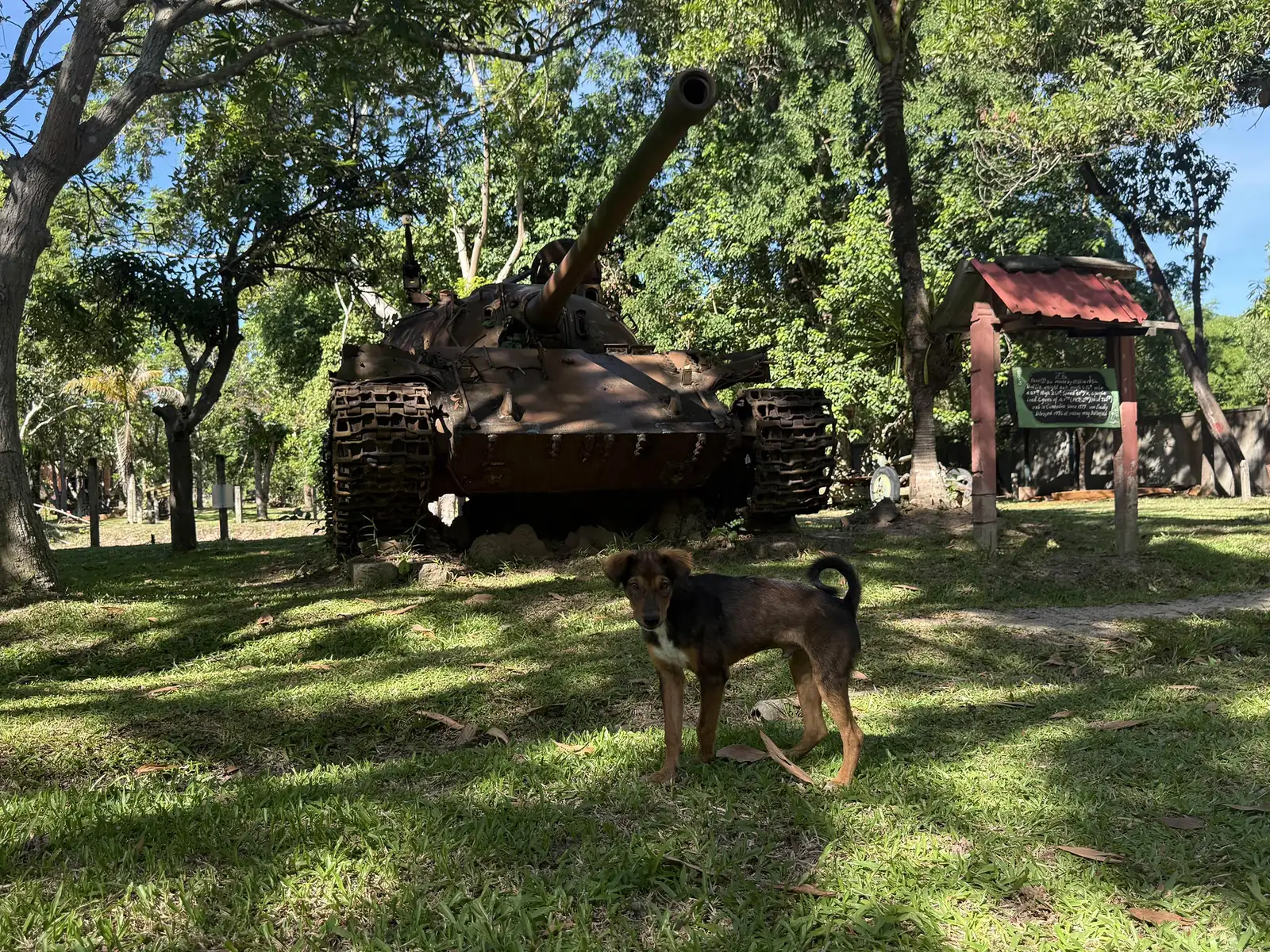Chien devant un char au repos, sous les arbres