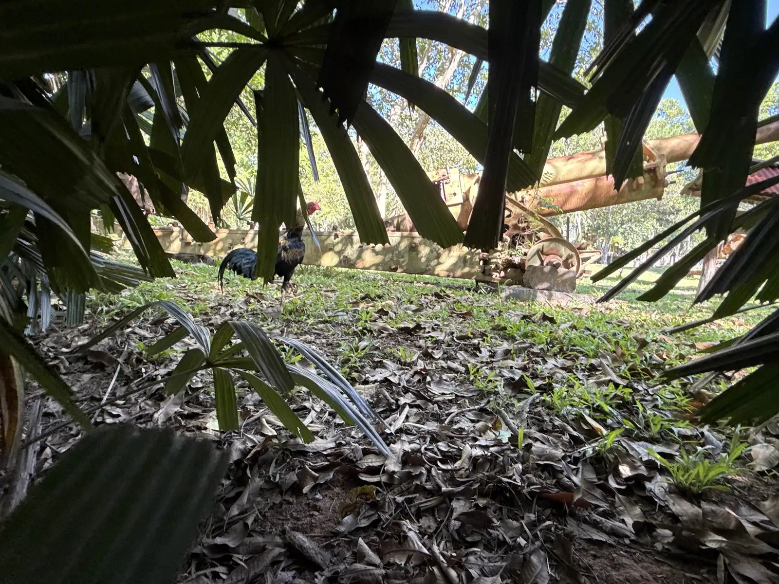 Un coq de combat sous les palmes, un canon rouillé au fond