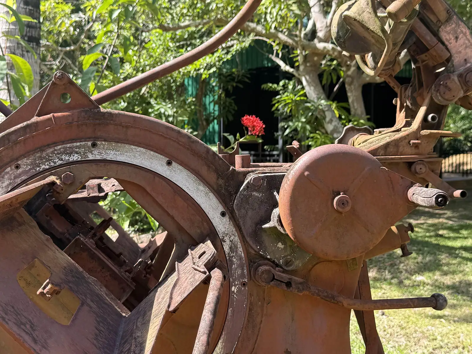 Fleur rouge d'ixora sur une mécanique rouillée